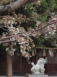 20130320新城神社サクラ01