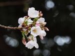 20130320新城神社サクラ03