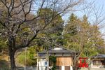 20130319白山神社桜トンネル01