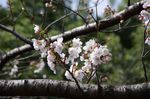 20130320王禅寺ふるさと公園サクラ01