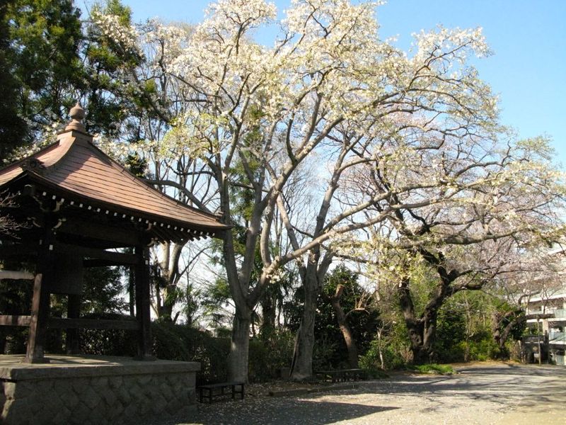 20130322kofukuji01