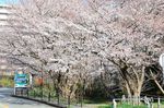 20130323白山神社桜トンネル02