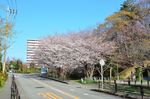 20130323白山神社桜トンネル01