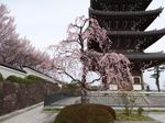 20130323香林寺シダレザクラ01