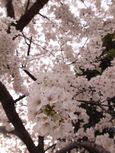 20130324新城神社サクラ03