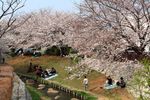 20130324二ケ領橋本・台和橋サクラ06