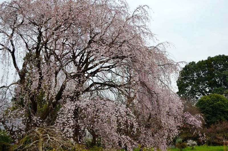 20130324kozoji05