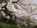 20130326稲毛神社サクラ04