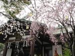 20130326稲毛神社サクラ03