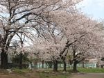 20130326大師公園03