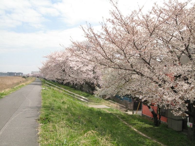 20130326多摩川緑地01