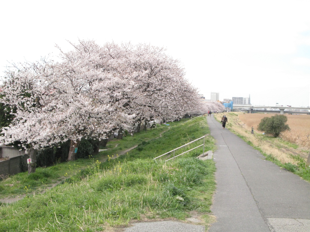 川崎区殿町の多摩川沿い サクラ並木が最盛期 今日の桜13