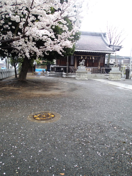 20130327新城神社サクラ06