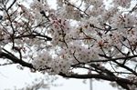 20130325白山神社定点観測枝01