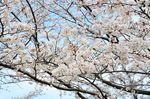 20130326白山神社定点観測枝02