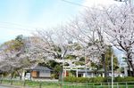 20130326白山神社定点観測枝04