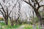 20130326白山神社桜トンネル02