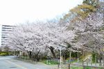 20130326白山神社桜トンネル01