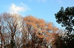 20130328白山むじなが池山桜01