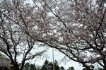 20130330白山神社定点観察枝02