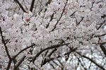 20130330白山神社04