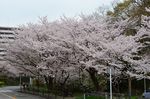 20130330白山神社桜トンネル01