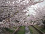 20130330住吉桜04