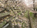 20130330住吉桜02