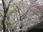 20130330夢見ケ崎動物公園01