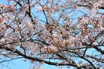 20130401白山神社定点観測枝03