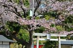 20130401白山神社定点観測枝01