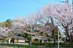 20130401白山神社定点観測枝02