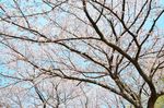 20130401白山神社桜トンネル02