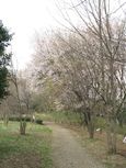 20130401黒川の山桜03