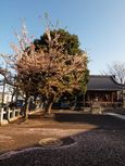 20130404新城神社サクラ02