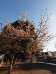 20130404新城神社サクラ01