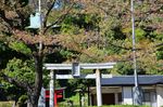 20130407白山神社定点観測枝03