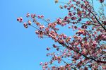 20130411白山神社八重桜赤04