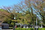 20130411白山神社定点観測枝04