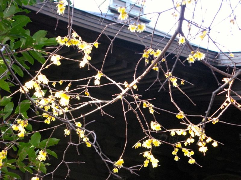 20130131kofukuji03