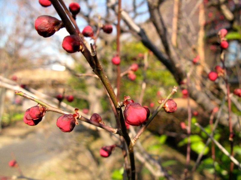 20130220asaokuyakusyo02