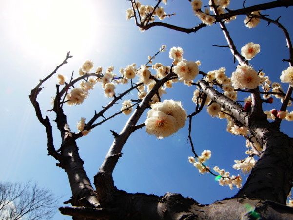 20130224todorokiryokuchi04