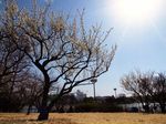 20130224todorokiryokuchi03