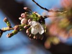 20130319新城神社サクラ01