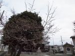 20130320新城神社サクラ04