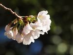 20130321新城神社サクラ02