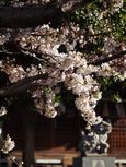 20130321新城神社サクラ01