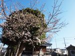 20130321新城神社サクラ04