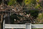 20130319白山神社定点観察枝01