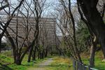 20130319白山神社桜トンネル02